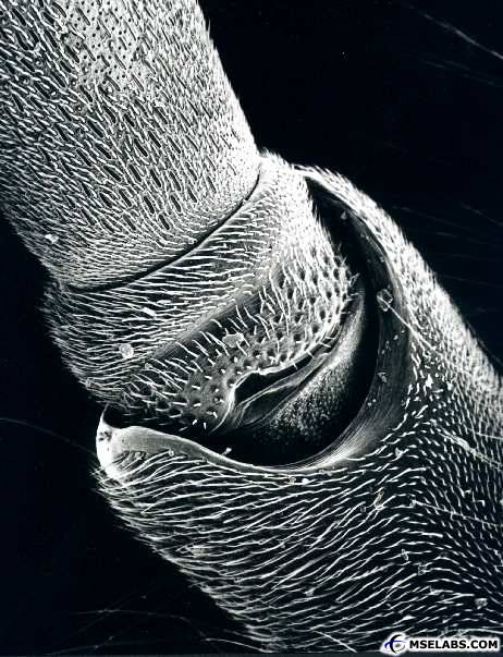 Insect Antennae Joint.jpg